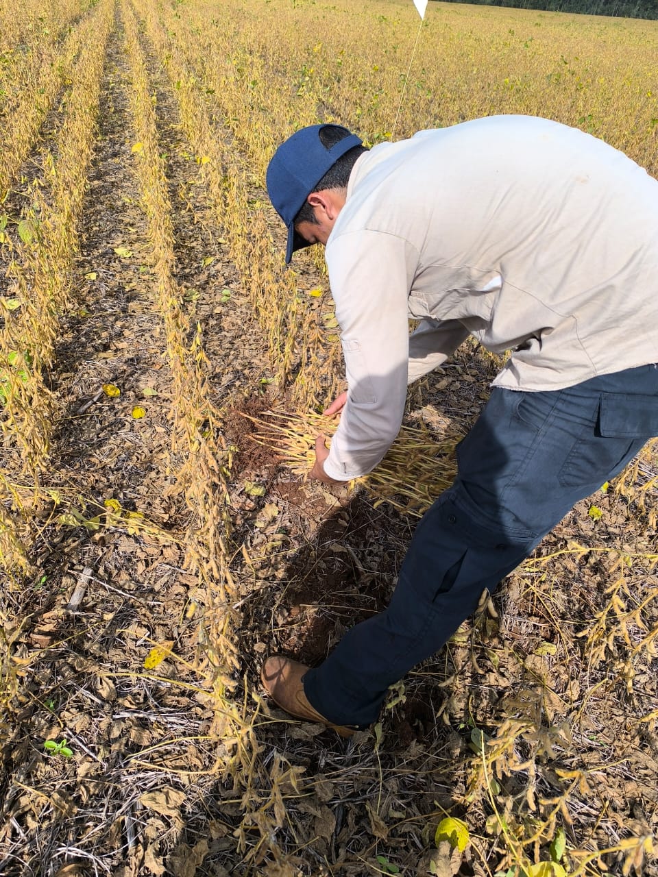 Aplicación en campo